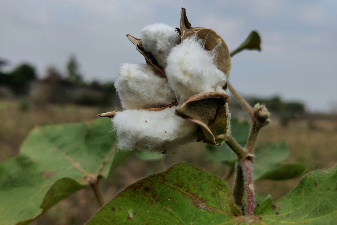 Cotton plant 