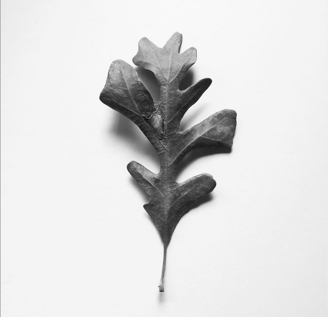 black and white photo of an oak leaf on a white back ground