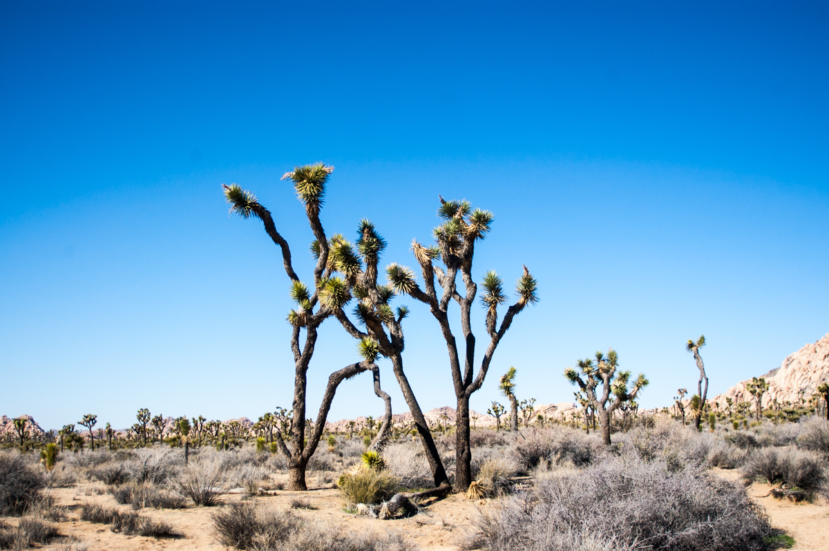 JOSHUA TREE – ginewusa