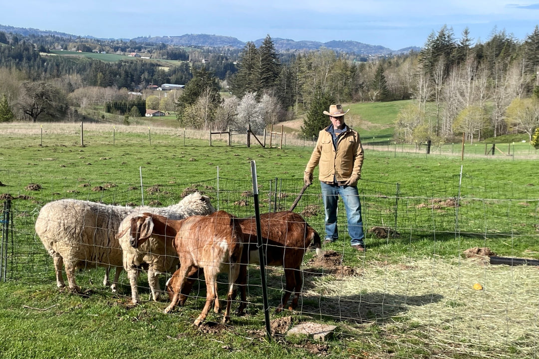 Native American in tan saddle chore barn coat in field with sheep and goats
