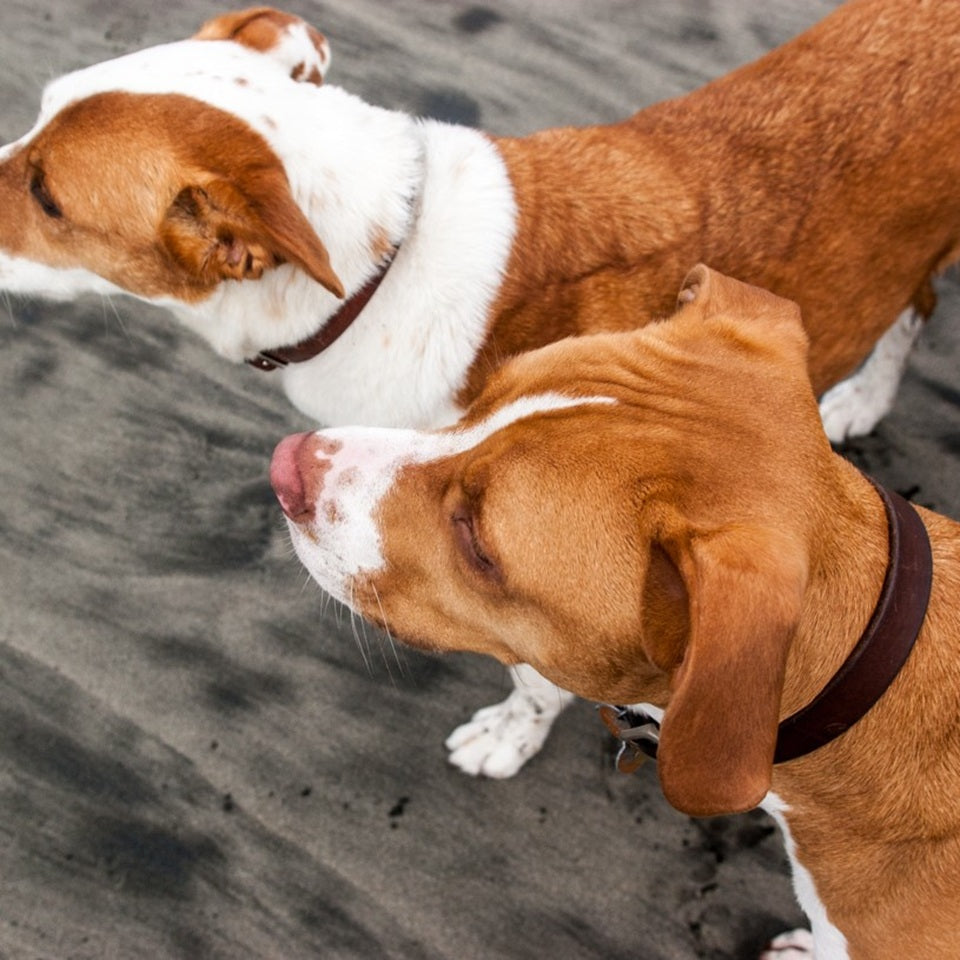 handmade Leather Dog Collars on twodogs